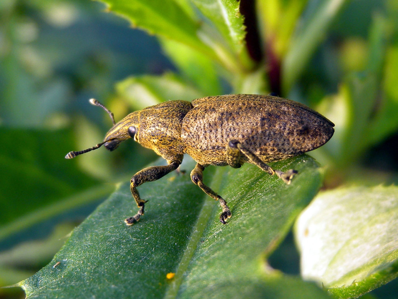 Curculionidae: probabile Cleonis pigra